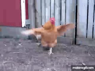 chicken funny gif|chicken strutting gif.